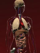 Eisen - wichtig für Körper und Gehirn