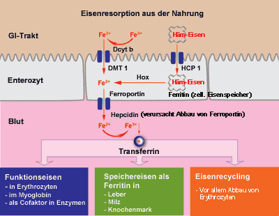 eisenresorption im duodenum